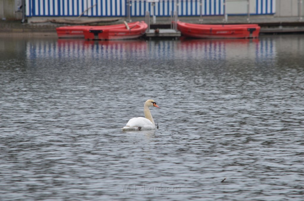 Einsatz BF Schwan mit Angelschnur Koeln Decksteiner Weiher P49.JPG - Miklos Laubert